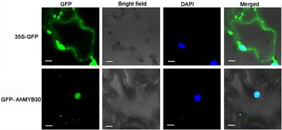 A MYB-related transcription factor from peanut, AhMYB30, improves freezing and salt stress tolerance in transgenic Arabidopsis through both DREB/CBF and ABA-signaling pathways